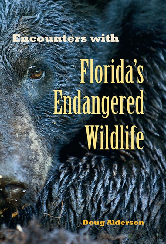 Encounters with Florida&#039;s Endangered Wildlife