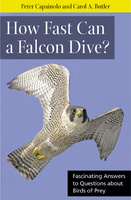 How Fast Can A Falcon Dive?