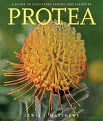 Protea