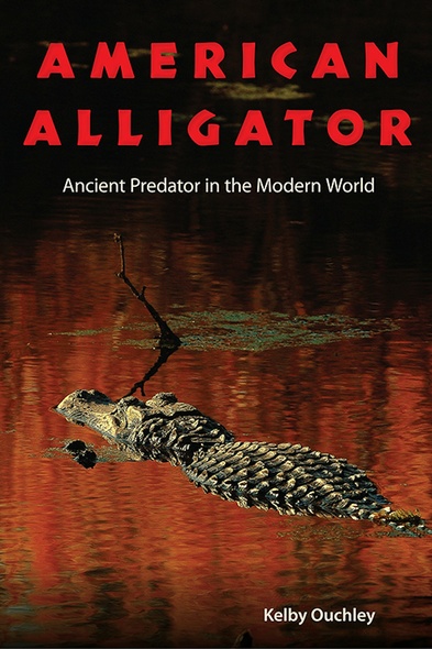 American Alligator