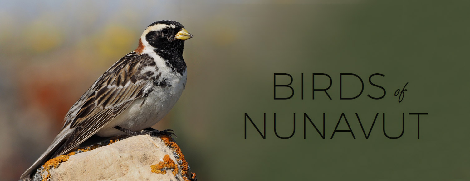 Header image featuring a bird and the title Birds of Nunavut